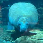 Florida manatee