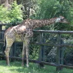 girafa do sul