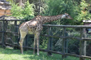 Kaapse giraffe