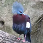 Scheepmaker's Crowned-pigeon