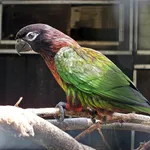 Streaked Lory