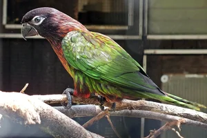 Streaked Lory