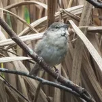 Garden Warbler