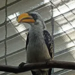 Eastern Yellow-billed Hornbill