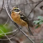 Black-headed Grosbeak