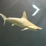 Scalloped Hammerhead