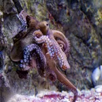 Common Octopus