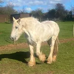 Feral horse