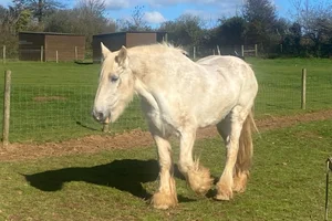 Gedomesticeerd Paard