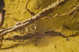 Phyllocrania paradoxa