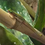 Lined Day Gecko