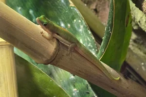Gestreepte daggekko