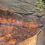 Rainbow Boa