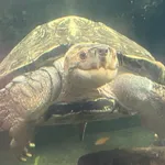 Giant Asian Pond Turtle