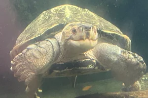 Reuzenaardschildpad