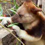 Goodfellow's Tree Kangaroo