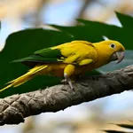 Golden Parakeet