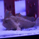 Sympterichthys politus