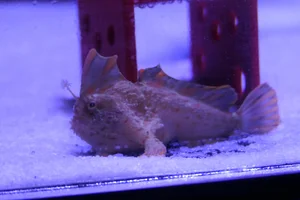Roter Handfisch