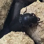 Yellow Mealworm Beetle