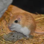 Flower's Gerbil