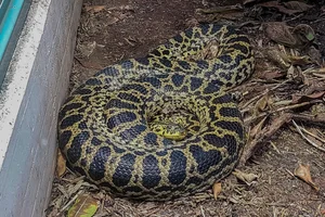 Dwerganaconda