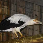 Palm-nut Vulture
