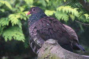 Geschubde Duif