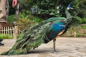 Groene Pauw