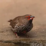 Painted Finch
