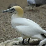 Gannet