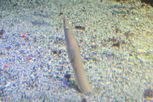 Ophisurus macrorhynchos