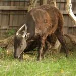 Mountain Anoa