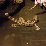 Kuhl's Flying Gecko