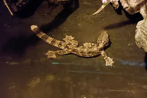 Vliegende gekko