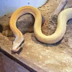 Cave Racer