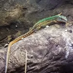 Italian Wall Lizard