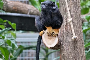 Roodhandtamarin