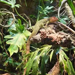 Northern Caiman Lizard