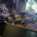 Black Sea Trout