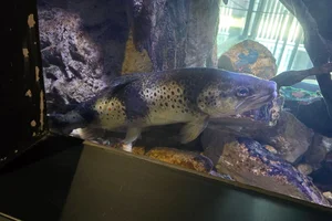 zeeforel van de Zwarte zee