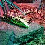 Cuming's Water Monitor