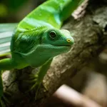 Fiji Banded Iguana