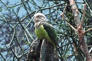 Grijskopagapornis