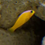 Purpletop Dottyback