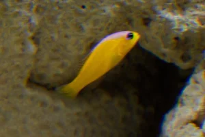 Purpletop Dottyback