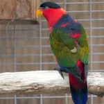 Black-capped Lory (Southern)