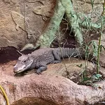 African Dwarf Crocodile