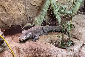 Breedvoorhoofdkrokodil
