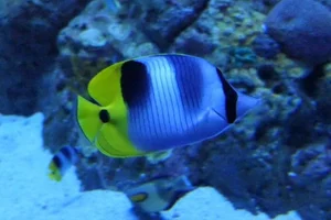 Pacific Doublesaddle Butterflyfish